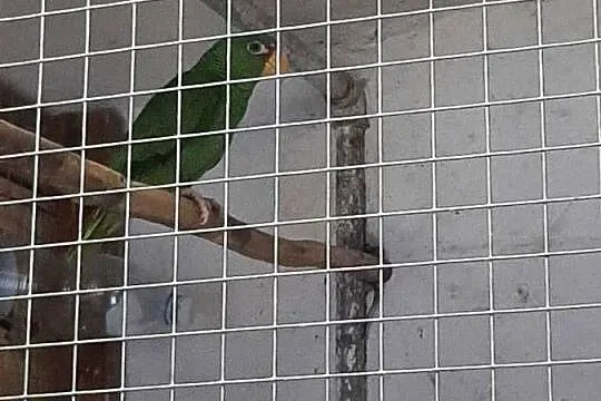 Amazonki białoczelne (albifrons) 24r, Małopolskie, Skała