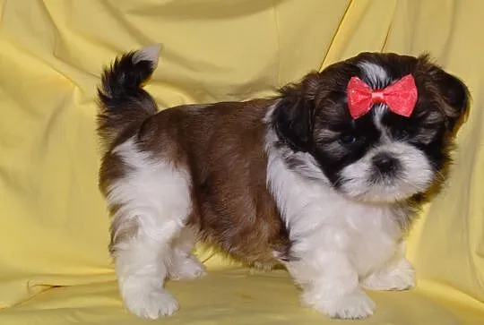 Sliczne suczki shih tzu bez przepuklinek