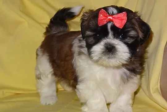 Sliczne suczki shih tzu bez przepuklinek