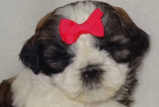 Sliczne suczki shih tzu bez przepuklinek