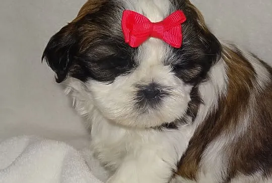 Sliczne suczki shih tzu bez przepuklinek