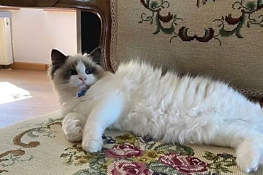 Kotki kocurki Ragdoll FPL, Śląskie, Katowice