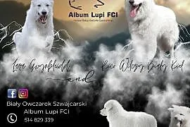 Biały Owczarek Szwajcarski - szczeniaki FCI 