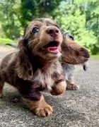 Śliczne szczenięta jamnika miniaturowego do adopcji e-mail: {{babaraadressa29@gmail.com}}