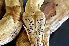 Boa cesarski/Boa imperator - Nie Boa dusiciel (wąż,gad,terrarystyka)