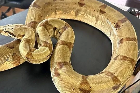 Boa cesarski/Boa imperator - Nie Boa dusiciel (wąż,gad,terrarystyka), Śląskie, Sosnowiec