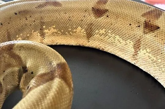 Boa cesarski/Boa imperator - Nie Boa dusiciel (wąż,gad,terrarystyka), Śląskie, Sosnowiec