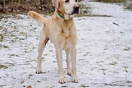 9-letni Orkus ze schroniska pilnie szuka pomocy,  
