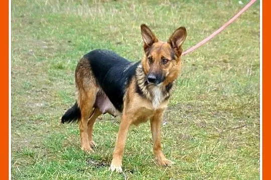 LILU młoda, dwuletnia suczka, waga 12kg, delikatna
