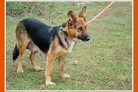 LILU młoda, dwuletnia suczka, waga 12kg, delikatna