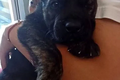 Sprzedam psy rasy cane corso, Mazowieckie, Mińsk Mazowiecki