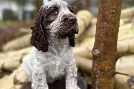 Jedyna taka! Wyjątkowa sunia Cocker Spaniel Angielski Liver Roan rodowód