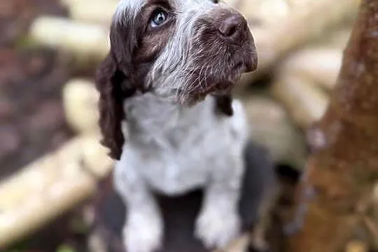 Jedyna taka! Wyjątkowa sunia Cocker Spaniel Angielski Liver Roan rodowód, Małopolskie, Kraków