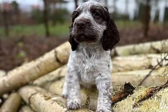 Jedyna taka! Wyjątkowa sunia Cocker Spaniel Angielski Liver Roan rodowód, Małopolskie, Kraków