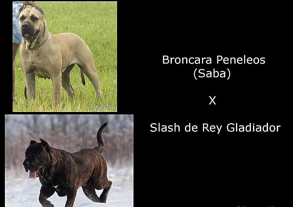 Dog Kanaryjski / Dogo Canario Hodowla Lagrima Negr