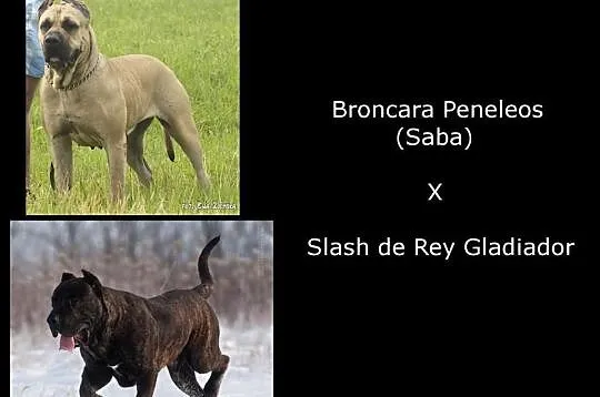 Dog Kanaryjski / Dogo Canario Hodowla Lagrima Negr