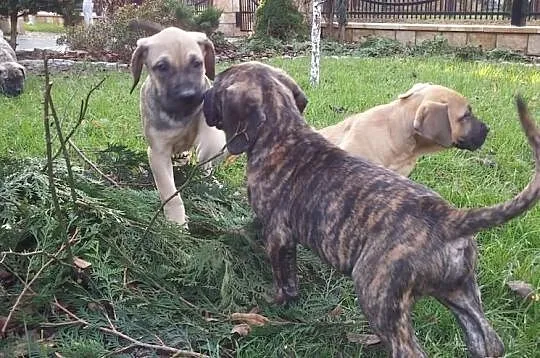 Dog Kanaryjski / Dogo Canario Hodowla Lagrima Negr