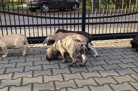 Dog Kanaryjski / Dogo Canario Hodowla Lagrima Negr
