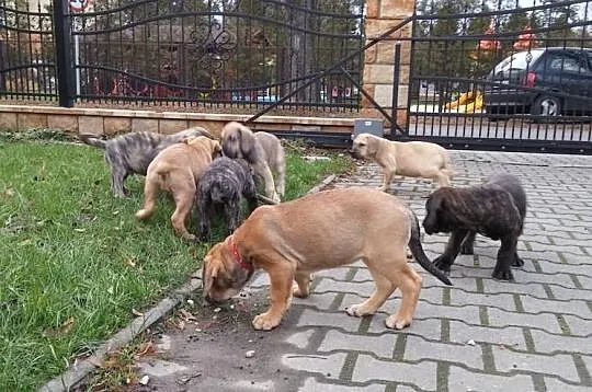 Dog Kanaryjski / Dogo Canario Hodowla Lagrima Negr