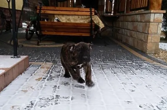 Dog Kanaryjski / Dogo Canario Hodowla Lagrima Negr