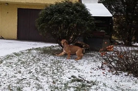 Dog Kanaryjski / Dogo Canario Hodowla Lagrima Negr