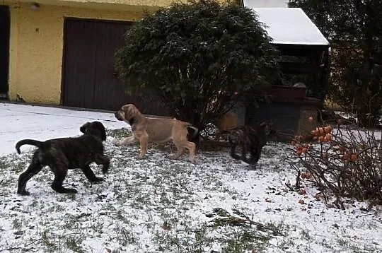 Dog Kanaryjski / Dogo Canario Hodowla Lagrima Negr