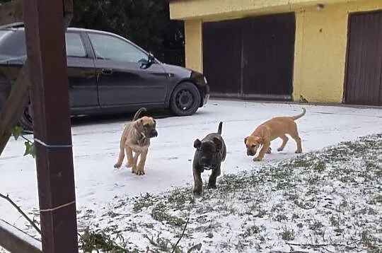 Dog Kanaryjski / Dogo Canario Hodowla Lagrima Negr