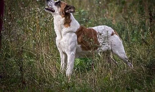 Sara - młoda, ślicznie umaszczona do adopcji, maz