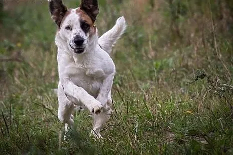Sara - młoda, ślicznie umaszczona do adopcji,  maz