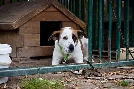 Sara - młoda, ślicznie umaszczona do adopcji,  maz
