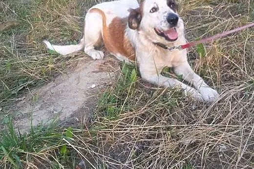 Sara - młoda, ślicznie umaszczona do adopcji,  maz