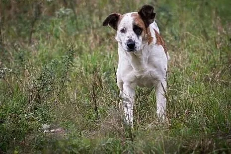 Sara - młoda, ślicznie umaszczona do adopcji,  maz