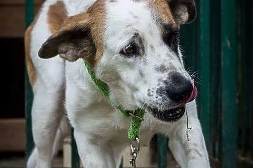 Sara - młoda, ślicznie umaszczona do adopcji,  maz