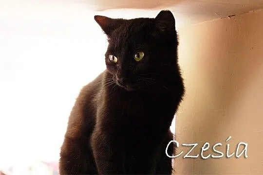 Basia i Czesia - w poszukiwaniu niezależności