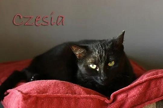 Basia i Czesia - w poszukiwaniu niezależności