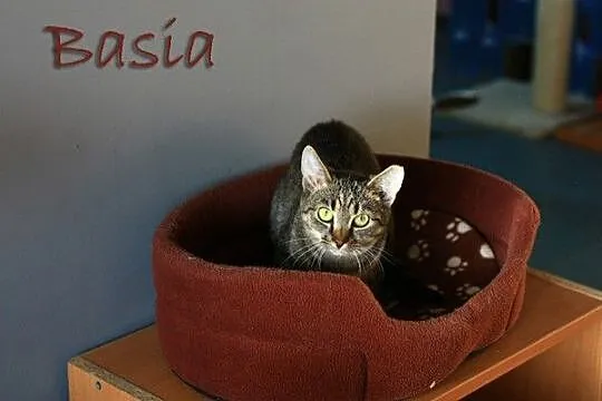 Basia i Czesia - w poszukiwaniu niezależności