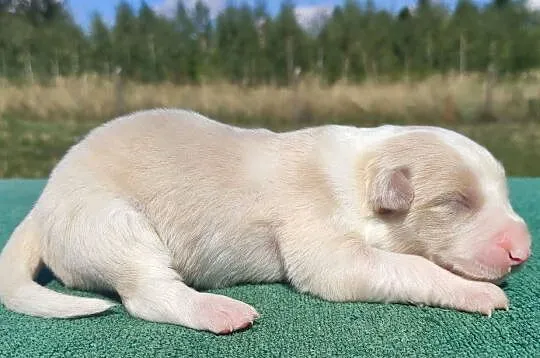 Pies ee-red BORDER COLLIE - pełna dok. REZERWACJE, Podkarpackie, Iwonicz