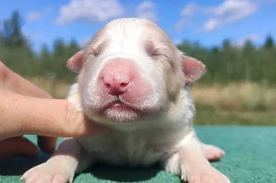 Pies ee-red BORDER COLLIE - pełna dok. REZERWACJE, Podkarpackie, Iwonicz