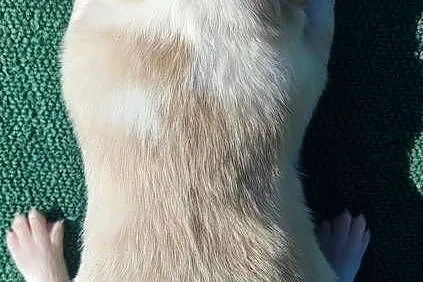 Pies ee-red BORDER COLLIE - pełna dok. REZERWACJE, Podkarpackie, Iwonicz