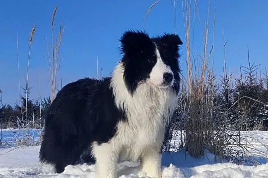 Pies ee-red BORDER COLLIE - pełna dok. REZERWACJE, Podkarpackie, Iwonicz