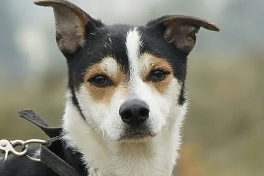 Pluto :) pies, adopcja, lubuskie Gorzów Wielkopolski