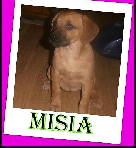 2,5 miesięczna suczka Misia szuka domu .ADOPCJA !