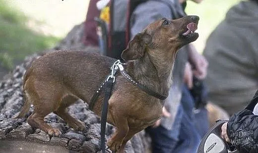 Jamniczka Rudi do adopcji, Jamnik cała Polska