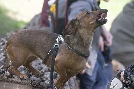 Jamniczka Rudi do adopcji,  Jamnik cała Polska