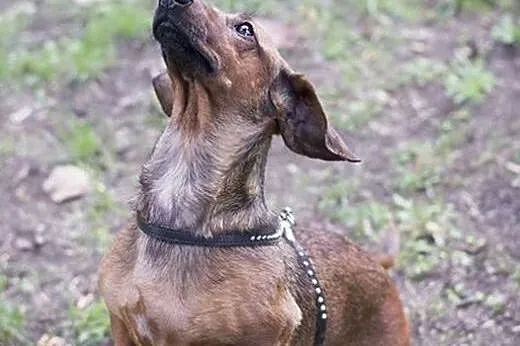 Jamniczka Rudi do adopcji,  Jamnik cała Polska