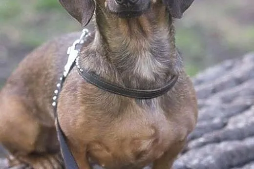 Jamniczka Rudi do adopcji,  Jamnik cała Polska