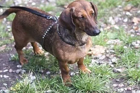 Jamniczka Rudi do adopcji,  Jamnik cała Polska