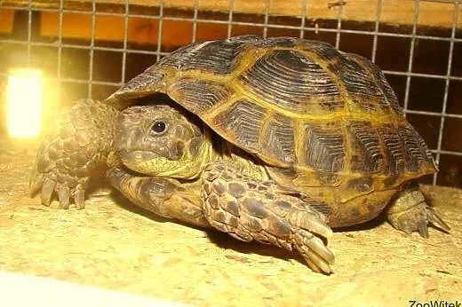 Żółw stepowy 5-letni,zdrowy,pięknie ubarwiony.Terr