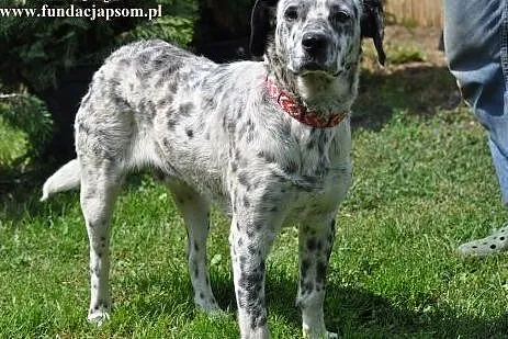 Kropek- może czekam właśnie na Ciebie?,  mazowieck