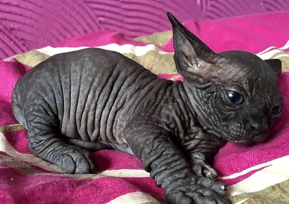SPHYNX CANADIAN * Sfinks Kanada* Warszawa & Sosnowiec, Mazowieckie, Warszawa